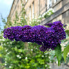 50 Dark PURPLE BUTTERFLY BUSH Buddleja Davidii Hummingbird Shrub Fragrant Flower Seeds