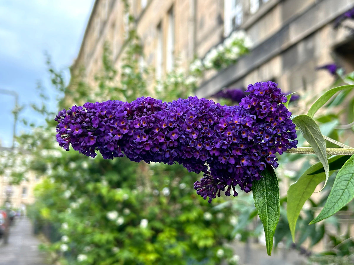 Mixed Colors Butterfly Bush Buddleja Davidii Flower Shrub Seeds – photo 7