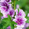 20 ZEBRA MALLOW Malva sylvestris var. Zebrina Flower Seeds