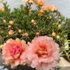 100 Mixed Colors PORTULACA MOSS ROSE Grandiflora Flower Seeds