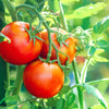 Ace 55 Tomato Lycopersicon Lycopersicum Fruit Vegetable Seeds – photo 2