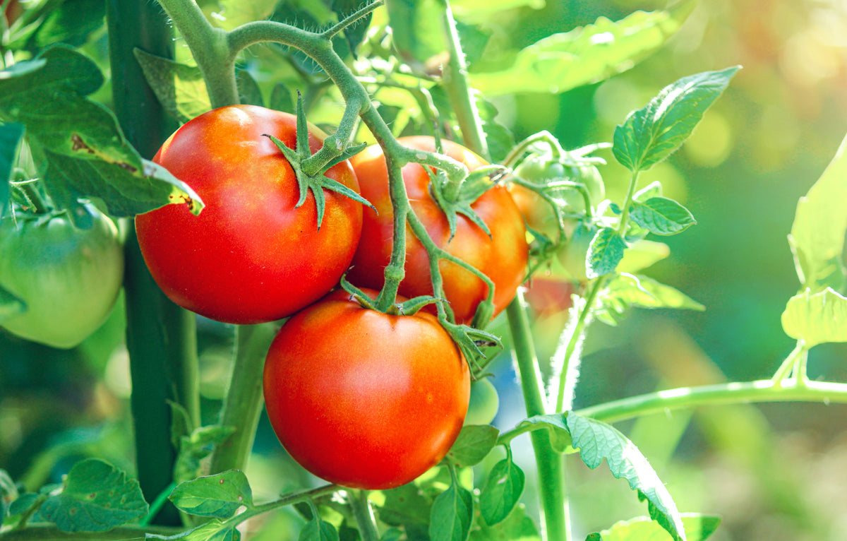 Ace 55 Tomato Lycopersicon Lycopersicum Fruit Vegetable Seeds – photo 2