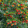 25 STRAWBERRY TREE Edible Red Berry Tree Arbutus Unedo Seeds Irish Killarney