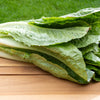 3000 PARRIS ISLAND Romaine LETTUCE Lactuca Sativa Vegetable Seeds