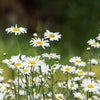 2000 OX EYE DAISY Marguerite Chrysanthemum Leucanthemum White Flower Seeds