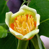 15 TULIP POPLAR TREE Yellow Flower Liriodendron Tulipifera Whitewood Seeds