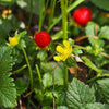 Red Indian Tuttifrutti Strawberry Seeds – Duchesnea Indica Flower Berry Fruit – photo 8