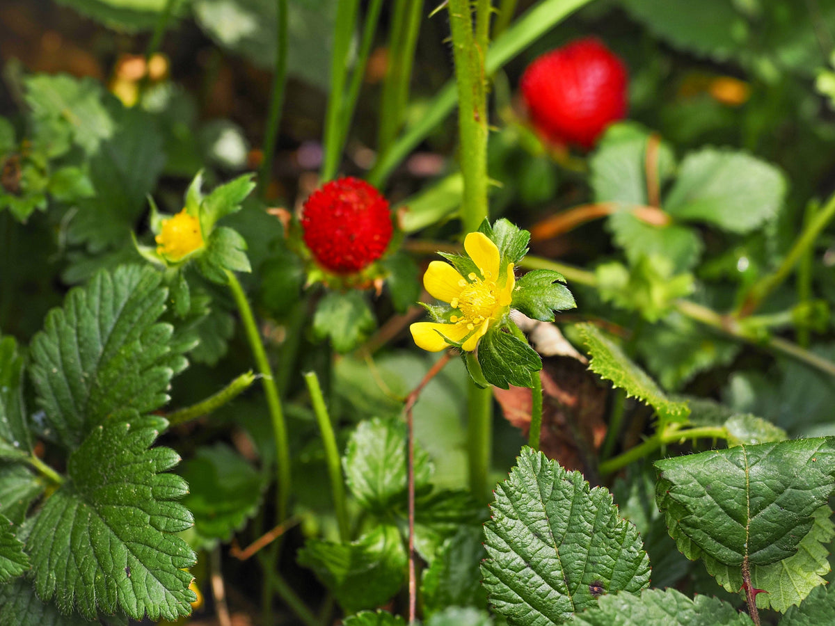 Red Indian Tuttifrutti Strawberry Seeds – Duchesnea Indica Flower Berry Fruit – photo 8