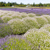 20 WHITE LAVENDER English Lavandula Angustifolia Herb Flower Seeds