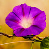 100 GRANDPA OTT MORNING GLORY Ipomoea Purpurea Flower Vine Seeds