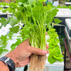 2000 CUTTING LEAF CELERY Apium Graveolens Soup Vegetable Herb Seeds
