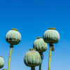 1000 POPPY " THE GIANT " Papaver Giganteum Pink & Purple Huge Pods Flower Seeds