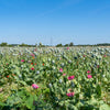 1000 POPPY " THE GIANT " Papaver Giganteum Pink & Purple Huge Pods Flower Seeds