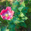 1000 POPPY " THE GIANT " Papaver Giganteum Pink & Purple Huge Pods Flower Seeds