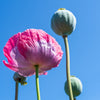 1000 POPPY " THE GIANT " Papaver Giganteum Pink & Purple Huge Pods Flower Seeds