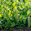 50 GREEN ARROW PEA Heirloom Shelling English Pisum Sativum Vegetable Seeds