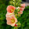 25 PEACH & BROWN HOLLYHOCK Alcea Rosea Flower Seeds Perennial