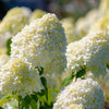 50 PEE GEE HYDRANGEA Paniculata Peegee Panicle White Pink Flower Shrub Seeds