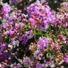 35 LILAC Light Purple CREPE MYRTLE Lagerstroemia Indica Flowering Shrub Bush Small Tree Seeds