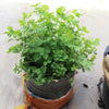2000 CUTTING LEAF CELERY Apium Graveolens Soup Vegetable Herb Seeds