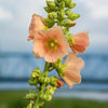 25 PEACH & BROWN HOLLYHOCK Alcea Rosea Flower Seeds Perennial