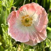 Pink & White Poppy Papaver Somniferum Flower Seeds – photo 11