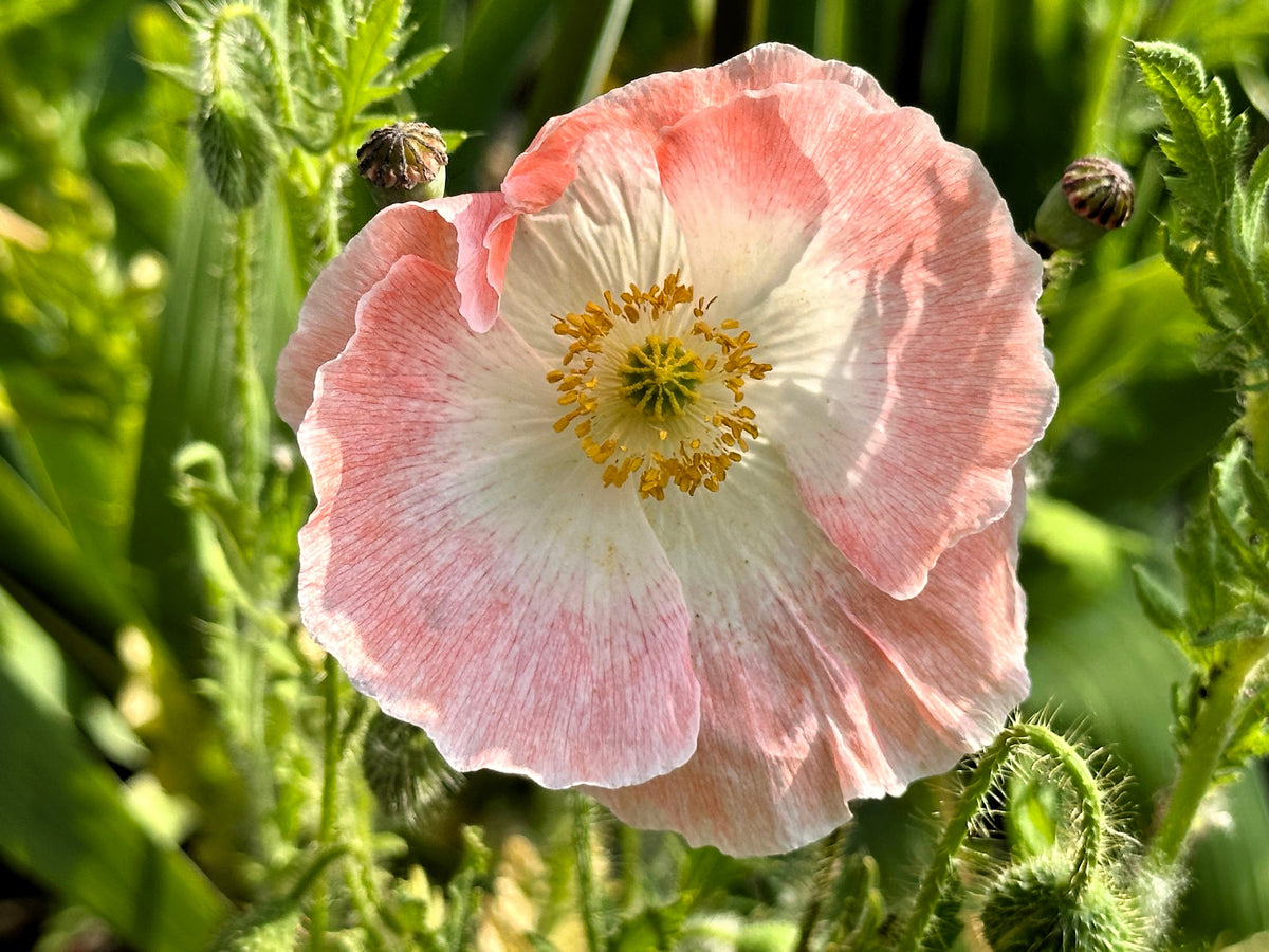 Pink & White Poppy Papaver Somniferum Flower Seeds – photo 11
