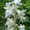 500 White PEACH LEAVED BELLFLOWER Campanula Persicifolia Flower Seeds