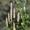 500 GIANT YELLOW HYSSOP Agastache Nepetoides Herb Flower Seeds