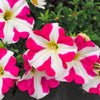 Star Mix Petunia Seeds – Mixed Colors Petunia Violacea Flower Seeds Red Blue Purple – photo 10