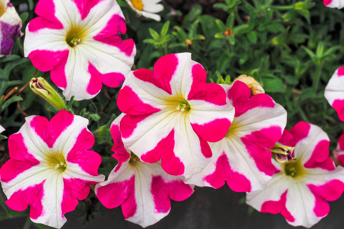 Star Mix Petunia Seeds – Mixed Colors Petunia Violacea Flower Seeds Red Blue Purple – photo 10
