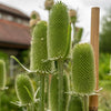 75 FULLERS TEASEL Indian Teasel Dipsacus Sativus White Flower Herb Seeds