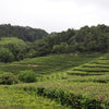 5 TEA PLANT Black & Green Drinking Tea Camellia Sinensis Evergreen Tree Shrub Flower Seeds