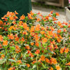 100 Twinkle ORANGE MONKEY FLOWER Mimulus Seeds