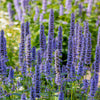 100 ORGANIC Superior LICORICE MINT Agastache Rugosa Korean Tea Herb Purple Flower Seeds