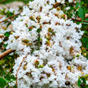 35 WHITE CREPE MYRTLE Lagerstroemia Indica Flowering Shrub Bush Small Tree Seeds