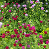 50 FINEST MIXED Colors SCABIOSA (Mourning Bride / Pin Cushion) Scabiosa Atropurpurea Flower Seeds