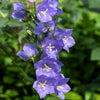 500 TELHAM BEAUTY BELLFLOWER Blue Peach Leaved Campanula Persicifolia Flower Seeds