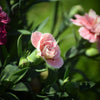 50 La France PINK CARNATION Dianthus Caryophyllus Chabaud Flower Seeds