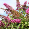 Mixed Colors Butterfly Bush Buddleja Davidii Flower Shrub Seeds – photo 8
