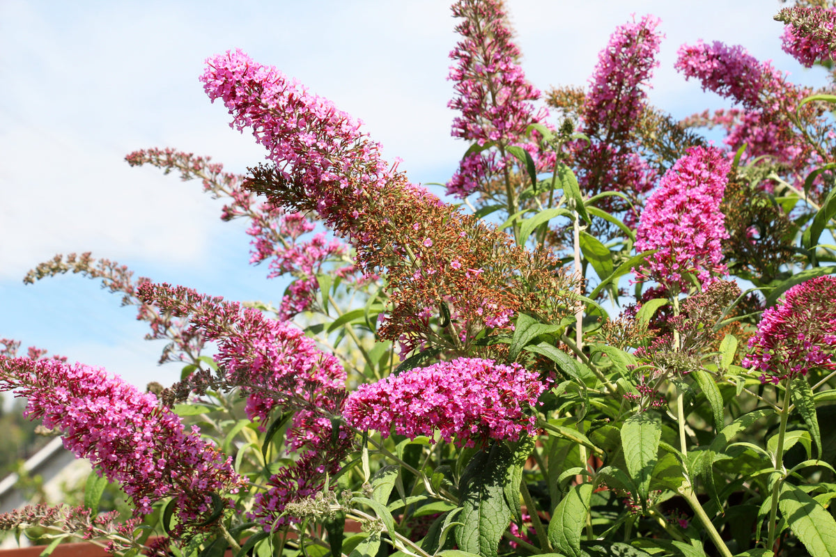 Mixed Colors Butterfly Bush Buddleja Davidii Flower Shrub Seeds – photo 8