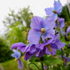 10 MIXED HIMALAYAN POPPY Blue Red Violet Meconopsis Napaulensis Mix Flower Seeds