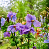 10 VIOLET HIMALAYAN POPPY Meconopsis Betonicifolia Purple Hensol Flower Seeds