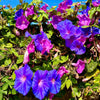 Mixed Colors Morning Glory Seeds – Ipomoea Purpurea Vine Flower – photo 7