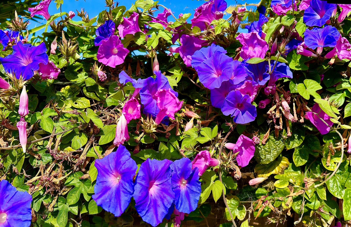 Mixed Colors Morning Glory Seeds – Ipomoea Purpurea Vine Flower – photo 7