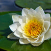 White Water Lily Seeds – / Lily Pad / Sacred Asian Water Lotus Nymphaea Ampla Flower