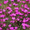 550 MAIDEN PINKS Mixed Colors Dianthus Deltoides Flower Seeds