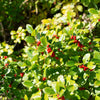 50 WINTERBERRY Holly Ilex Verticillata - Candian Holly  / Fever Bush / Black Alder Tree Shrub Red Berry White Flower Seeds