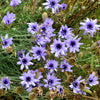 20 Blue CUPIDS DART aka ' LOVE plant ' Catananche Caerulea Flower Seeds