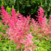 100 PINK MIX ASTILBE (False Spirea / False Goats Beard) Astilbe Chinensis Flower Seeds